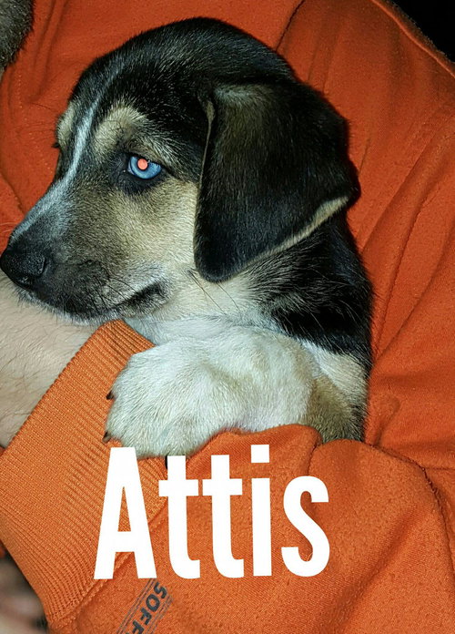 Attis