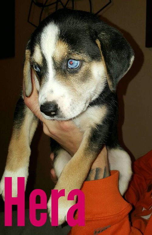 Hera