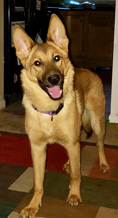 Ava