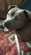 Gracie