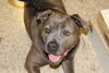 Gracie