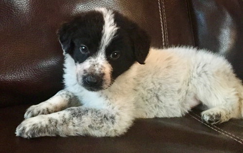 Rosie