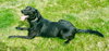 Rosie