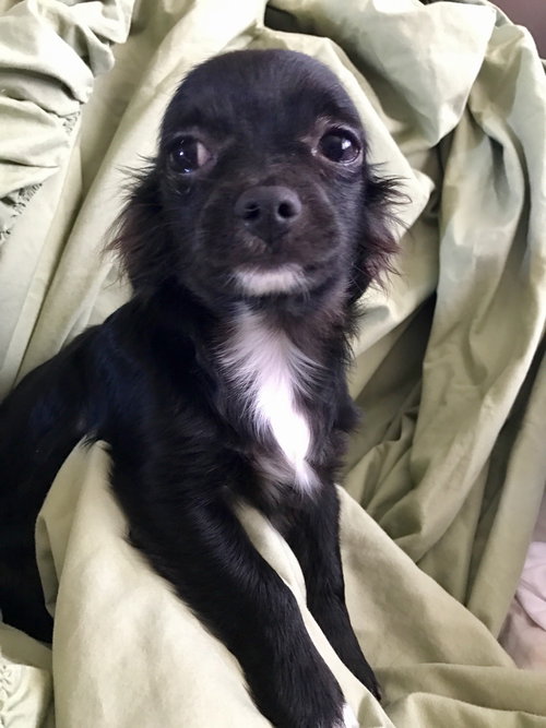 Bowie
