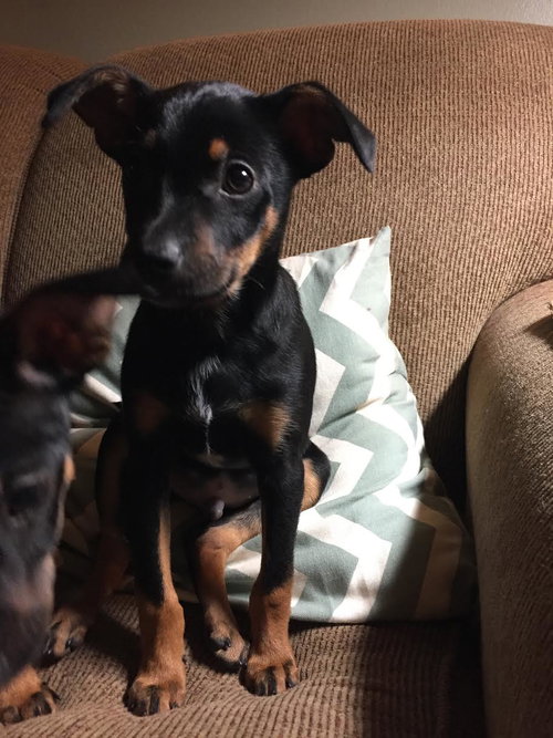 Duke