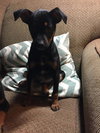 Duke