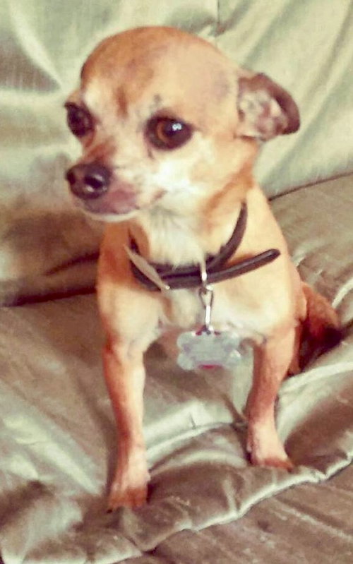 Chico