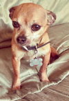Chico