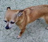 Chico