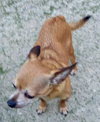 Chico