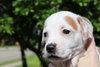 Auggie