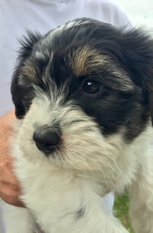 Oreo