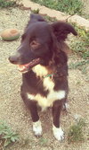 Corky