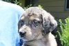 Chocolate Chip