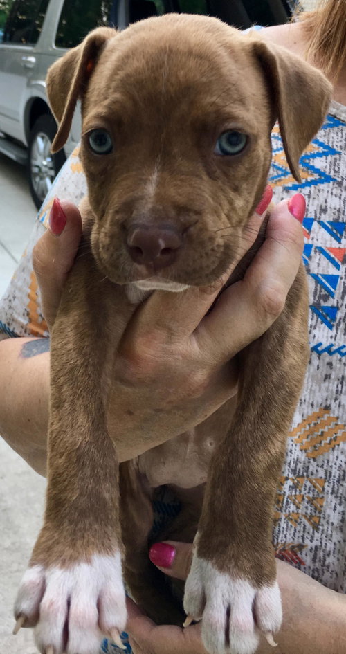Hazel