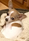 Mya