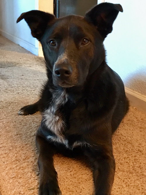 Harvey