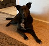 Harvey