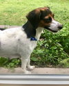 Lila