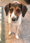 Lila
