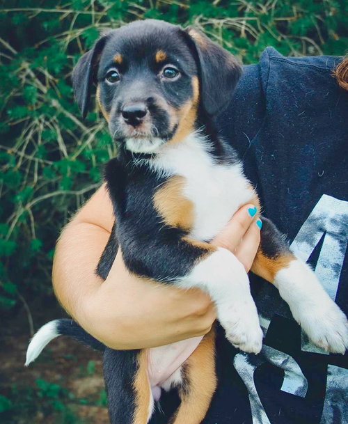 Briar