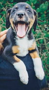 Briar