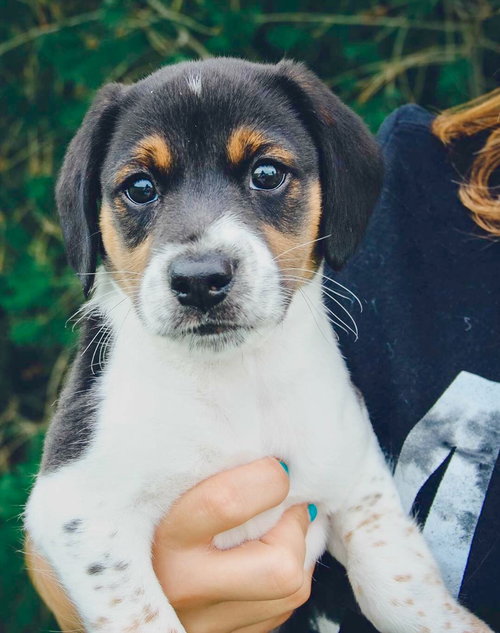 Hubert