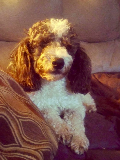 Tucker