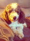 Tucker