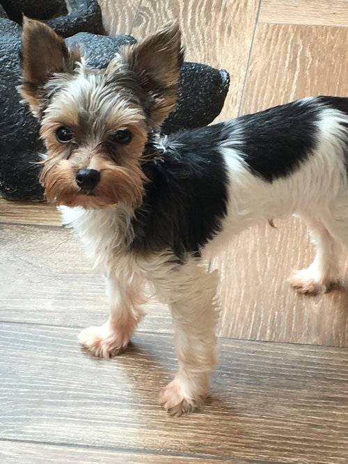 Axel