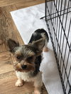 Axel