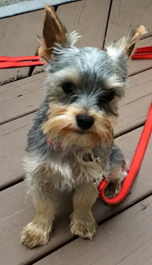 Samson