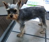 Samson