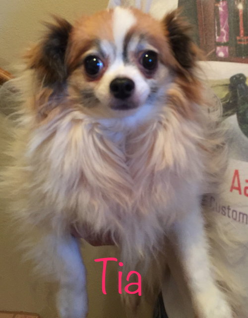 Tia