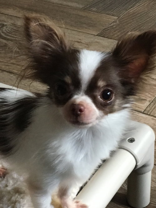 Tootsie
