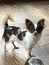 Tootsie