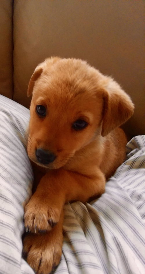 Charlie