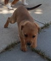 Charlie
