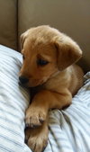Charlie