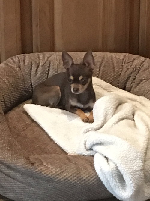 Mya
