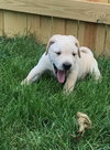 Gus