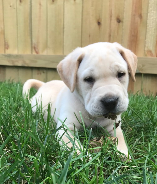 Gus