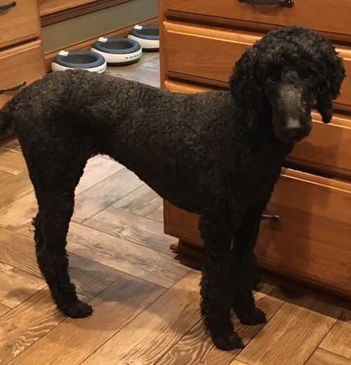 Sophie