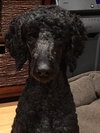 Sophie