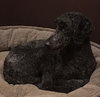 Sophie