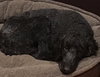 Sophie