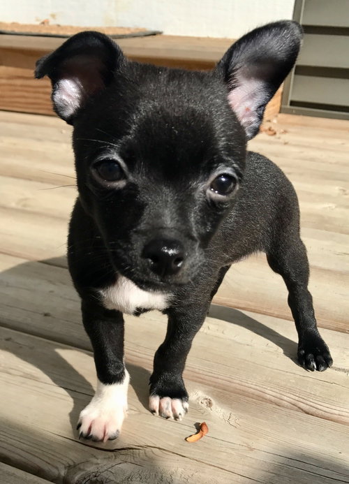 Sox