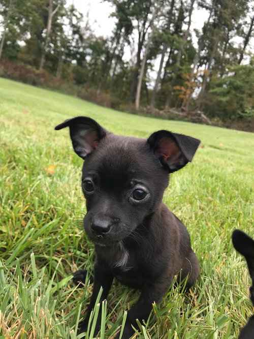 Chip