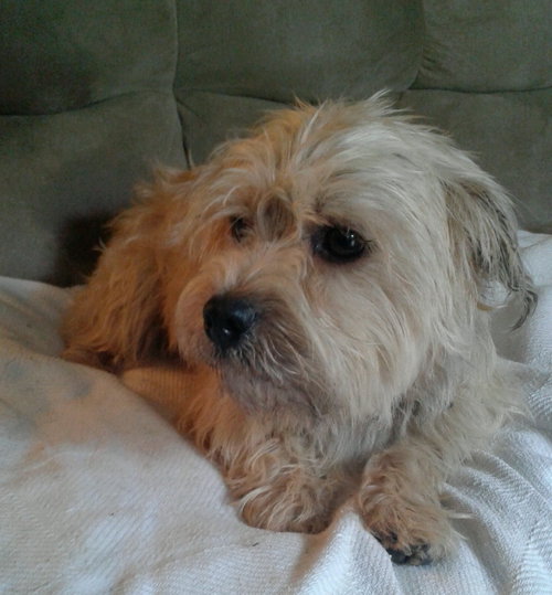 Buster