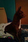 Moose